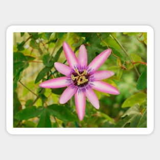 Lavender Lady Passiflora Sticker